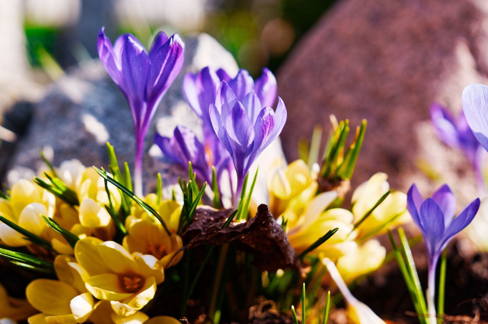 Sony SLT-A57 sample photo. Flowers, spring, krokus photography