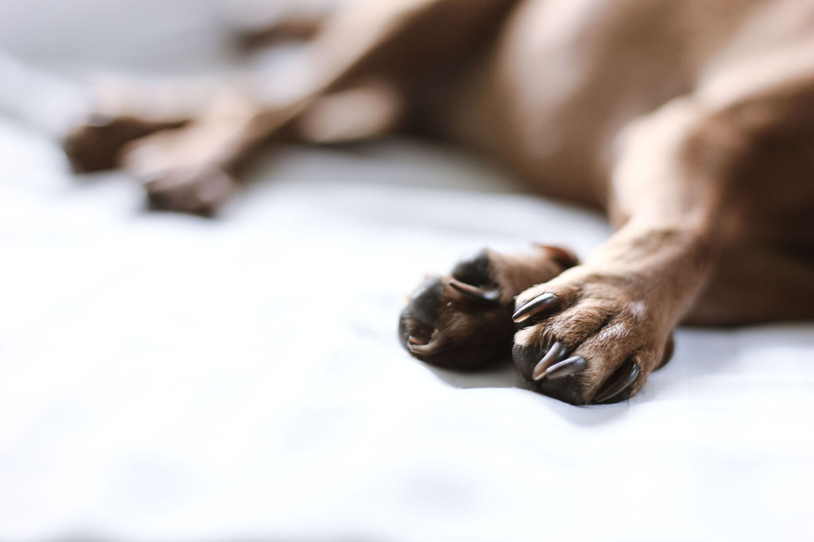 Canon EOS 600D (Rebel EOS T3i / EOS Kiss X5) + Canon EF 50mm F1.8 STM sample photo. Asleep, dog, dog, love photography