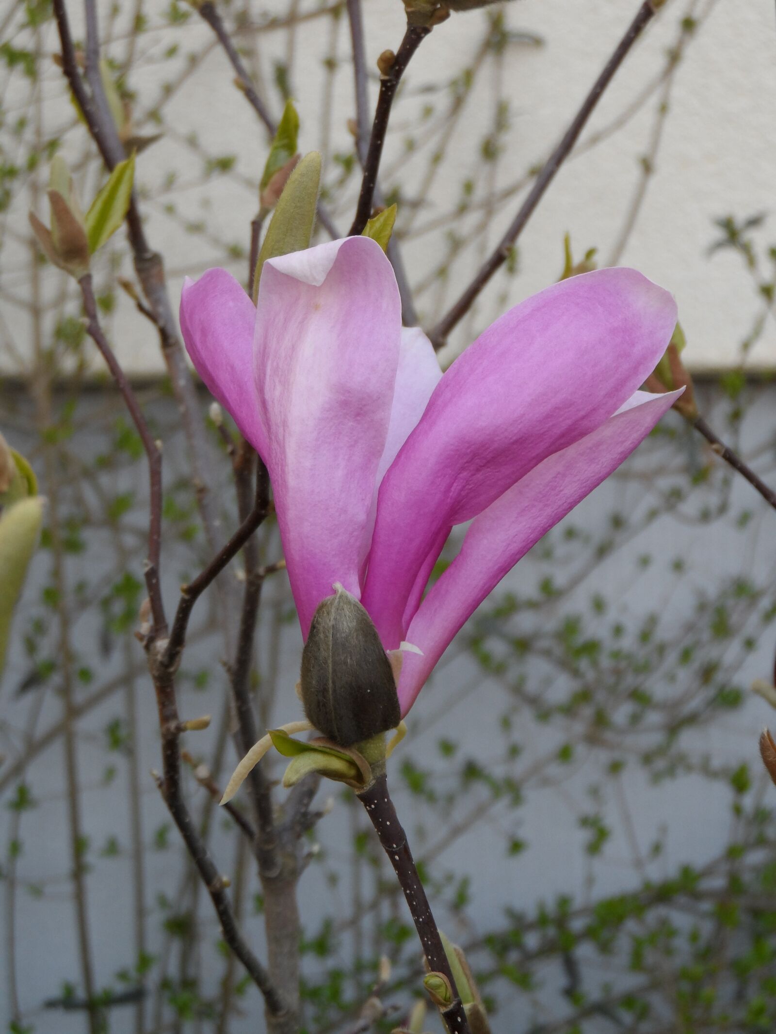 Samsung WB150 / WB150F / WB152 / WB152F / WB151 sample photo. Magnolia, blossom, bloom photography