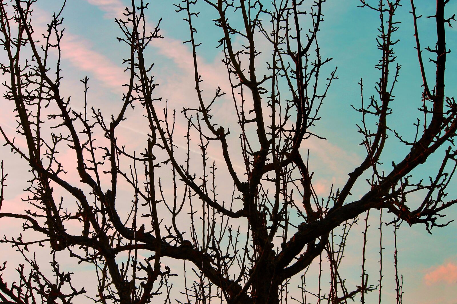 Canon EOS 1100D (EOS Rebel T3 / EOS Kiss X50) sample photo. Fruit tree, silhouette, aesthetic photography