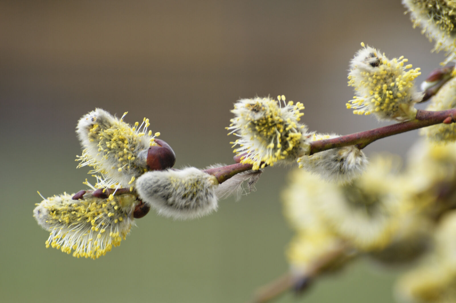 Nikon D3200 sample photo. Catkin, nature, plant, spring photography
