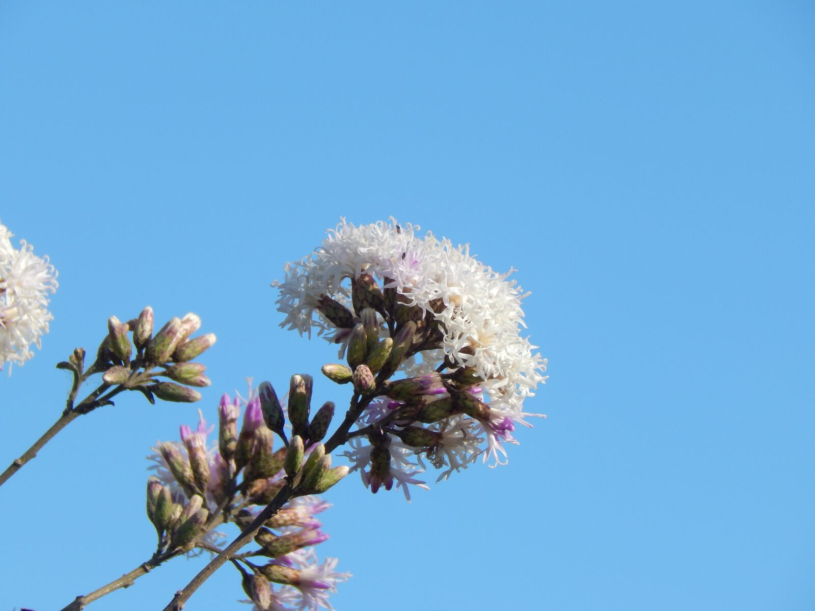 Nikon Coolpix L820 sample photo. Flower, wild, field photography