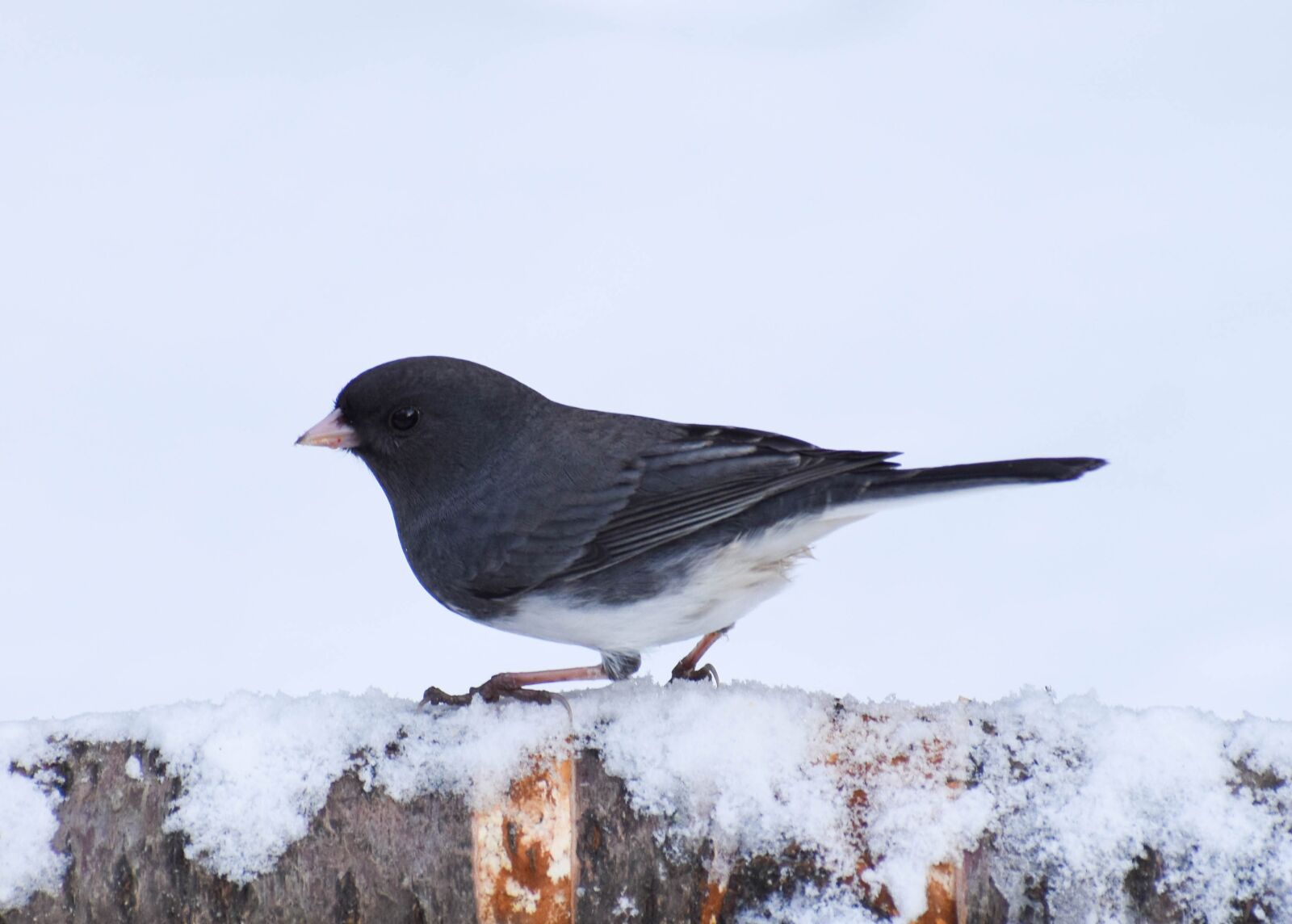Nikon D5600 sample photo. Bird, dark-eyed junko, snowbird photography