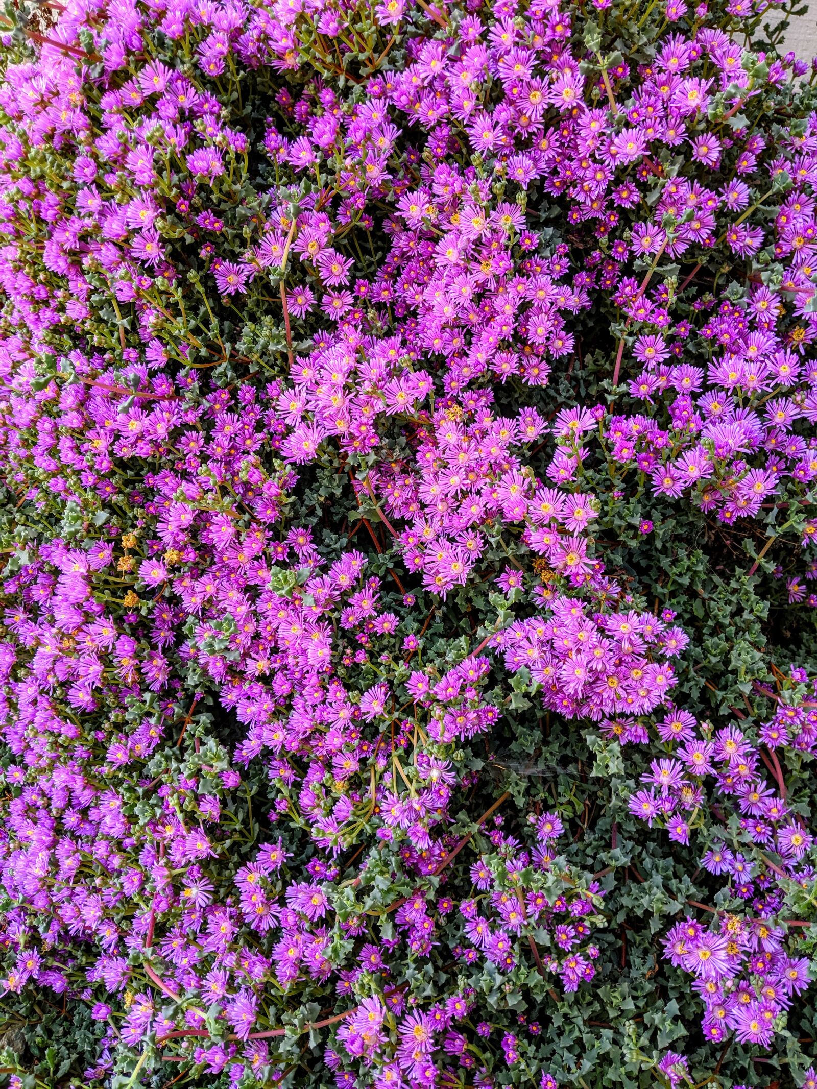 Google Pixel 3 XL sample photo. Pink flowers, succulents, trailing photography