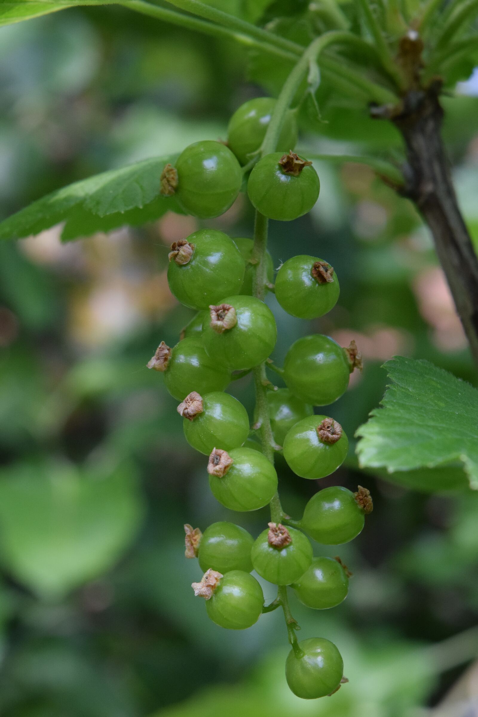 Nikon D3300 sample photo. Currant, immature, gooseberry greenhouse photography