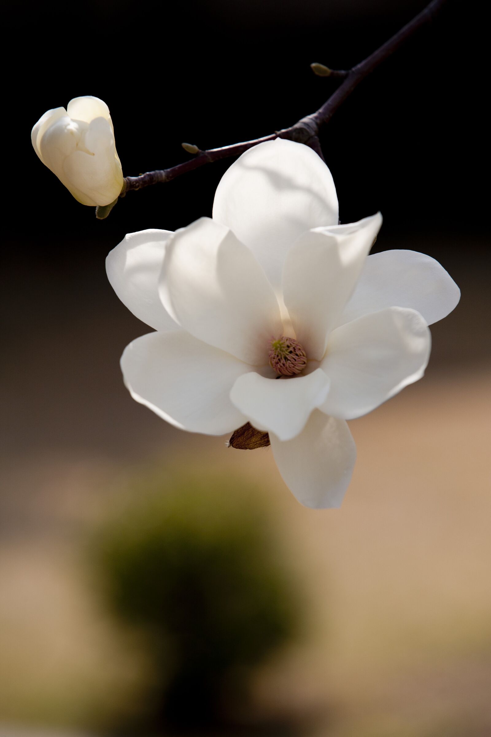 Canon EOS 5D sample photo. Spring flowers, flowers, magnolia photography