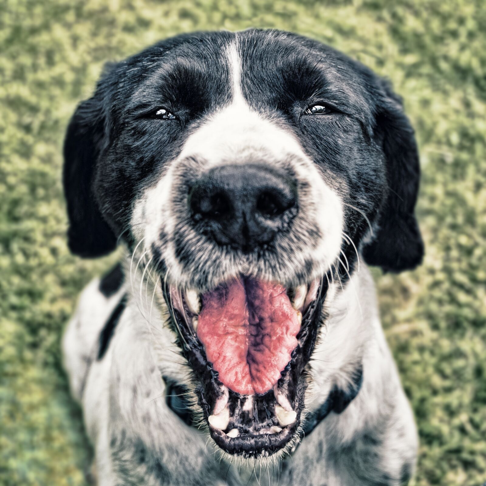Fujifilm XC 16-50mm F3.5-5.6 OIS II sample photo. Dog, happy, face photography