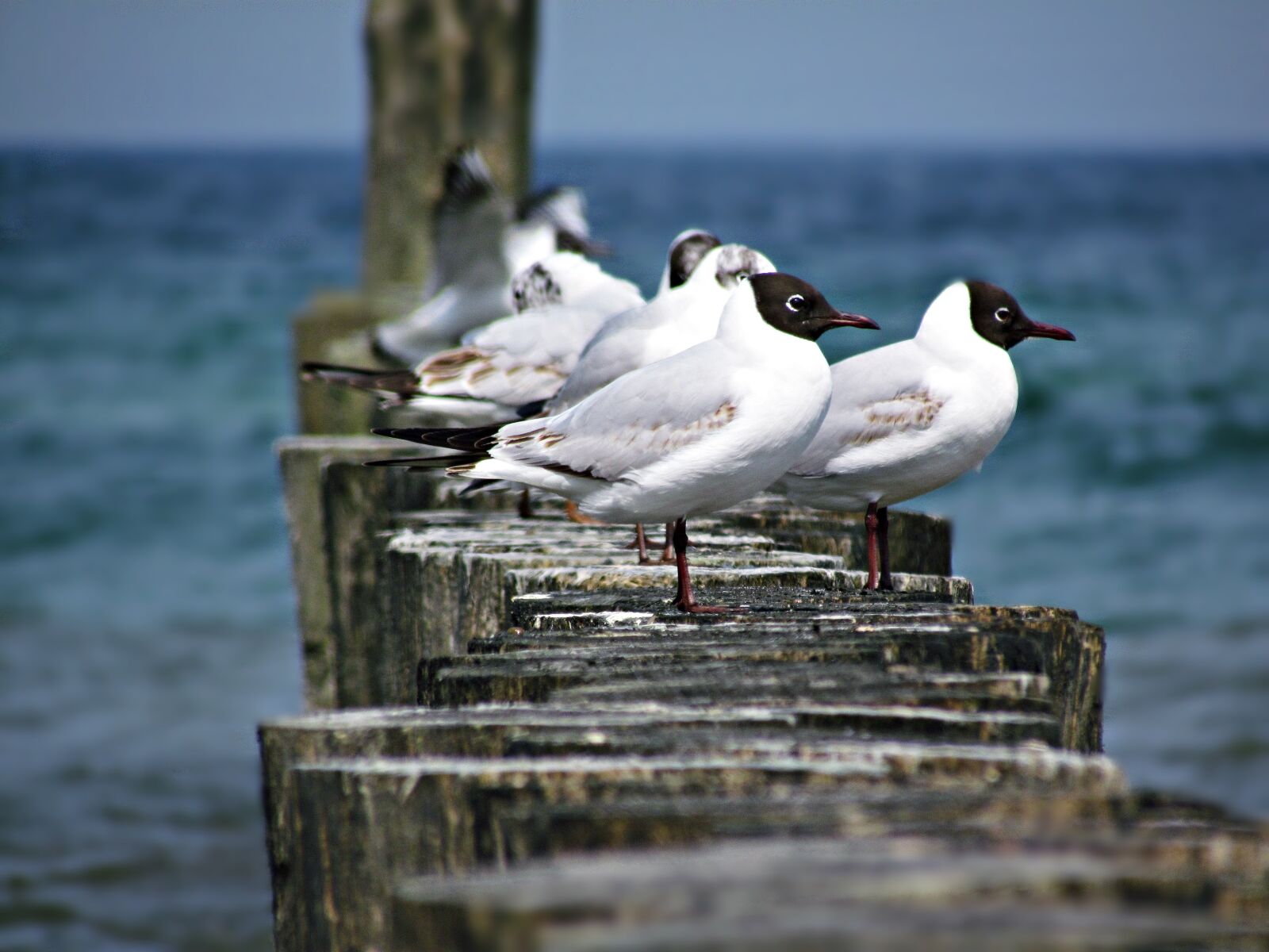 Canon PowerShot SX30 IS sample photo. Seagull, sea, the seagulls photography