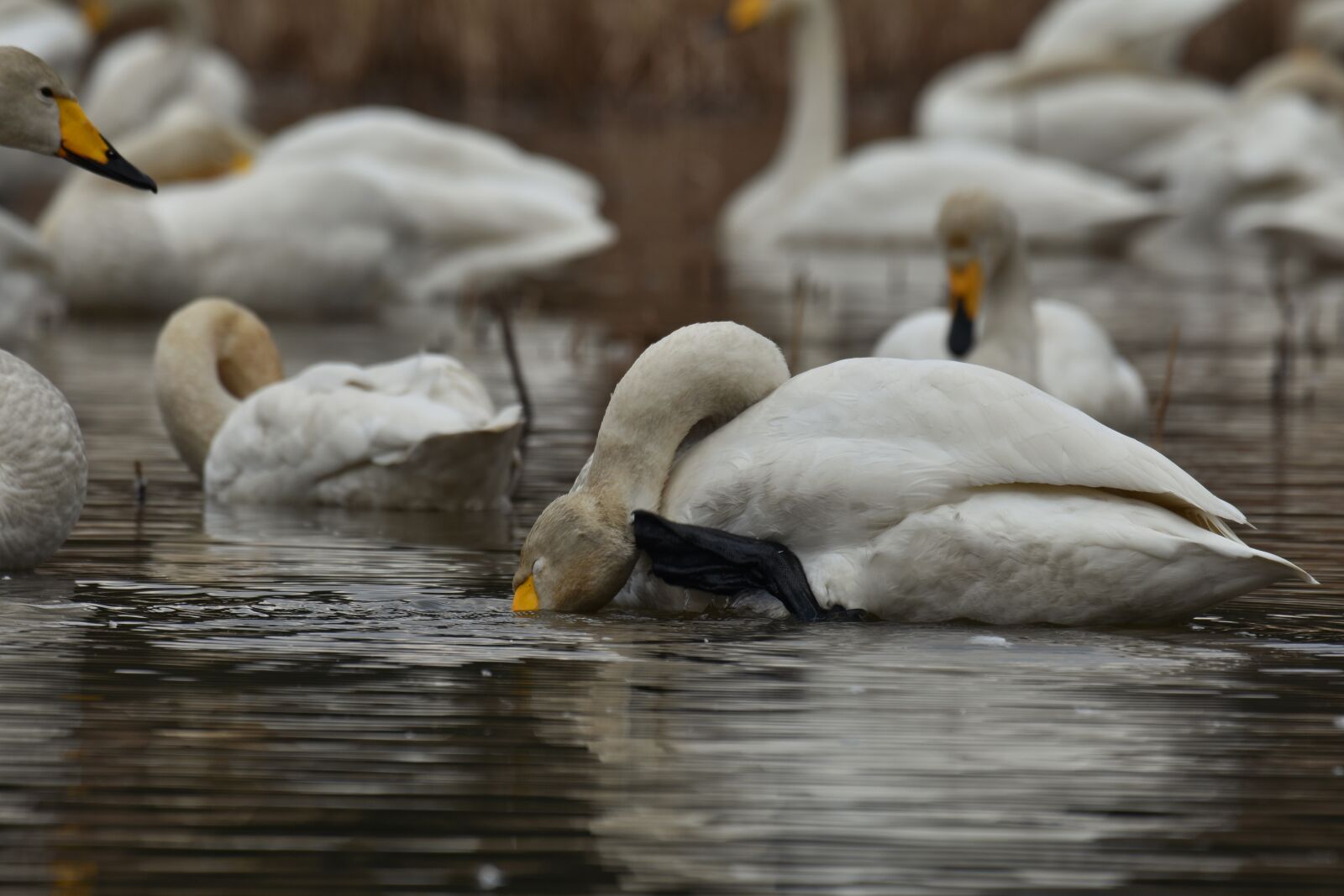 Nikon D7200 sample photo. Animal, lake, waterside photography
