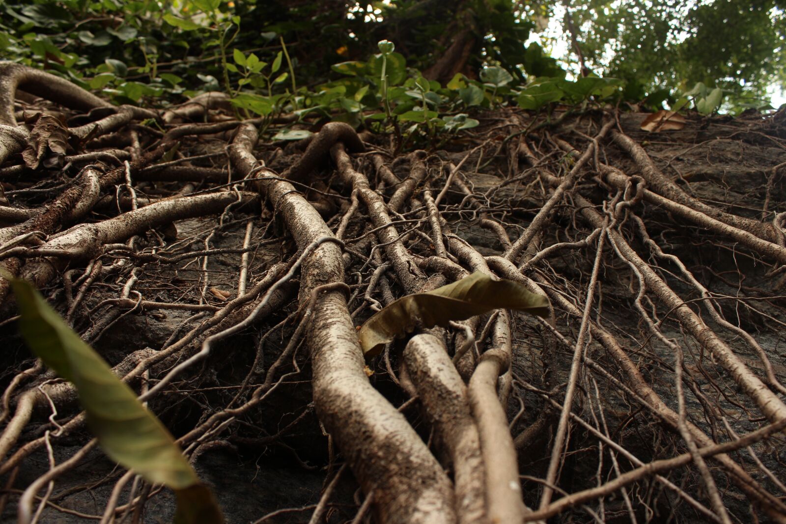 Canon EOS 650D (EOS Rebel T4i / EOS Kiss X6i) sample photo. Plant, roots, leaves photography