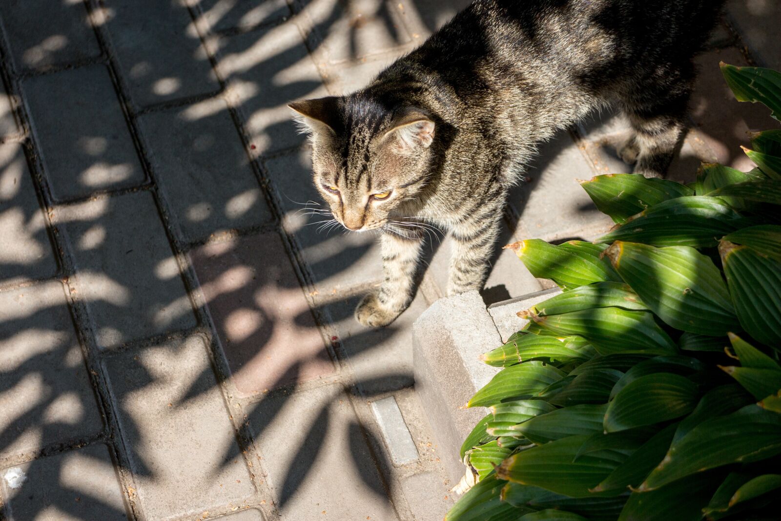 Canon EOS M sample photo. Shadow, cat, animal photography