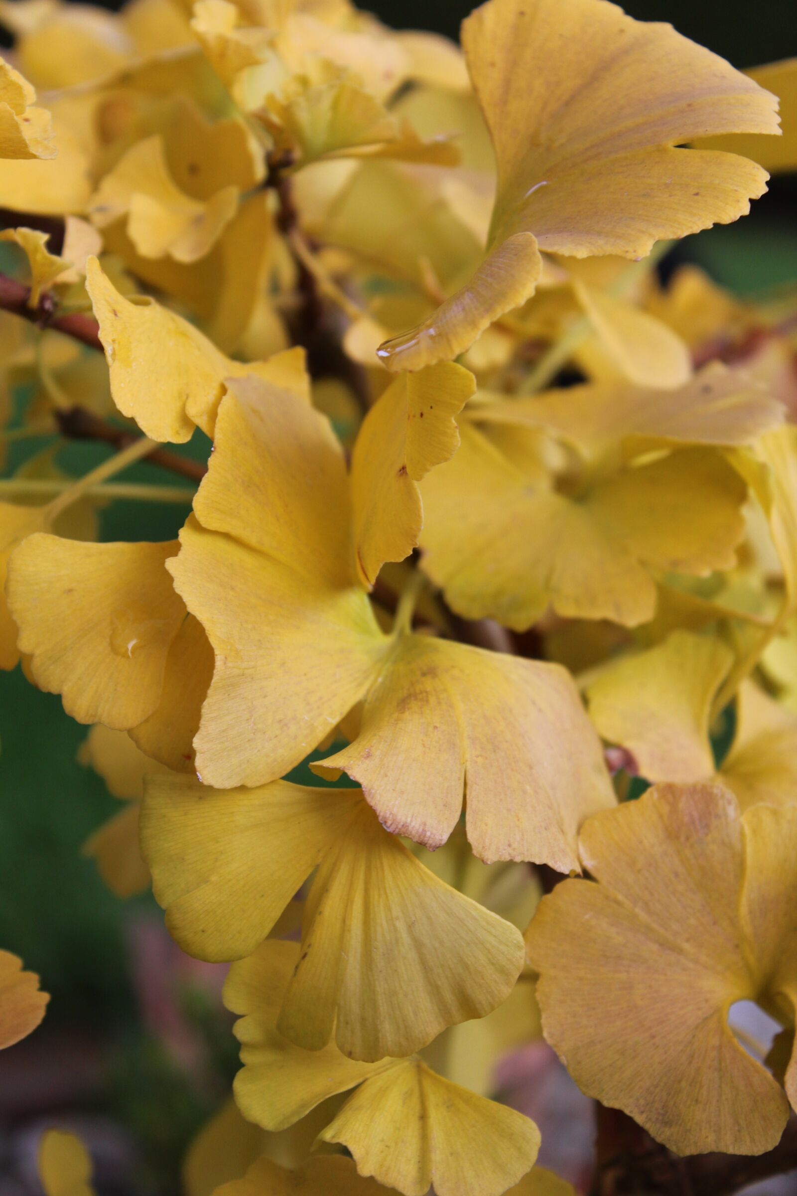 Canon EOS 1200D (EOS Rebel T5 / EOS Kiss X70 / EOS Hi) sample photo. Ginkgo, yellow, autumn photography