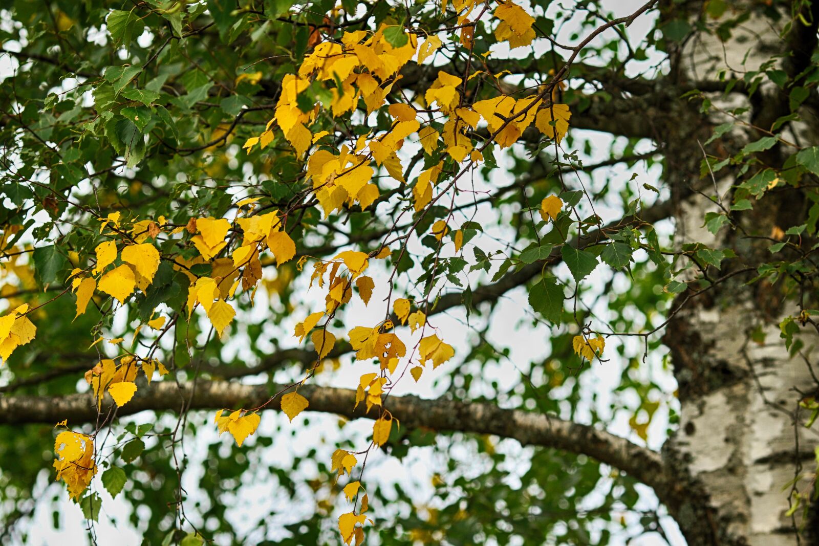 Canon EOS 7D Mark II + Canon EF 135mm F2L USM sample photo. Leaf, birch, tree photography