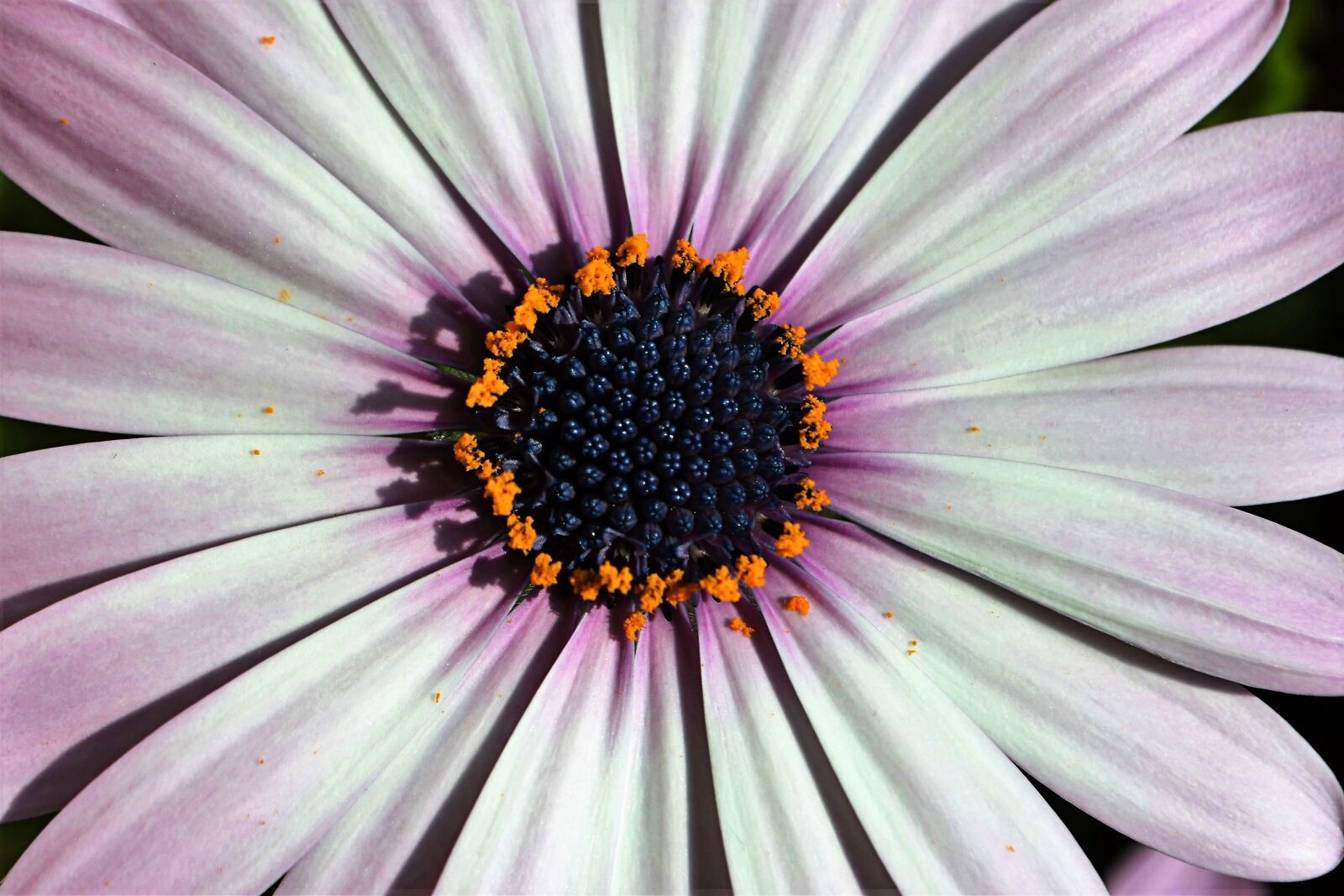 Nikon D5100 sample photo. Flower, nature, peace photography