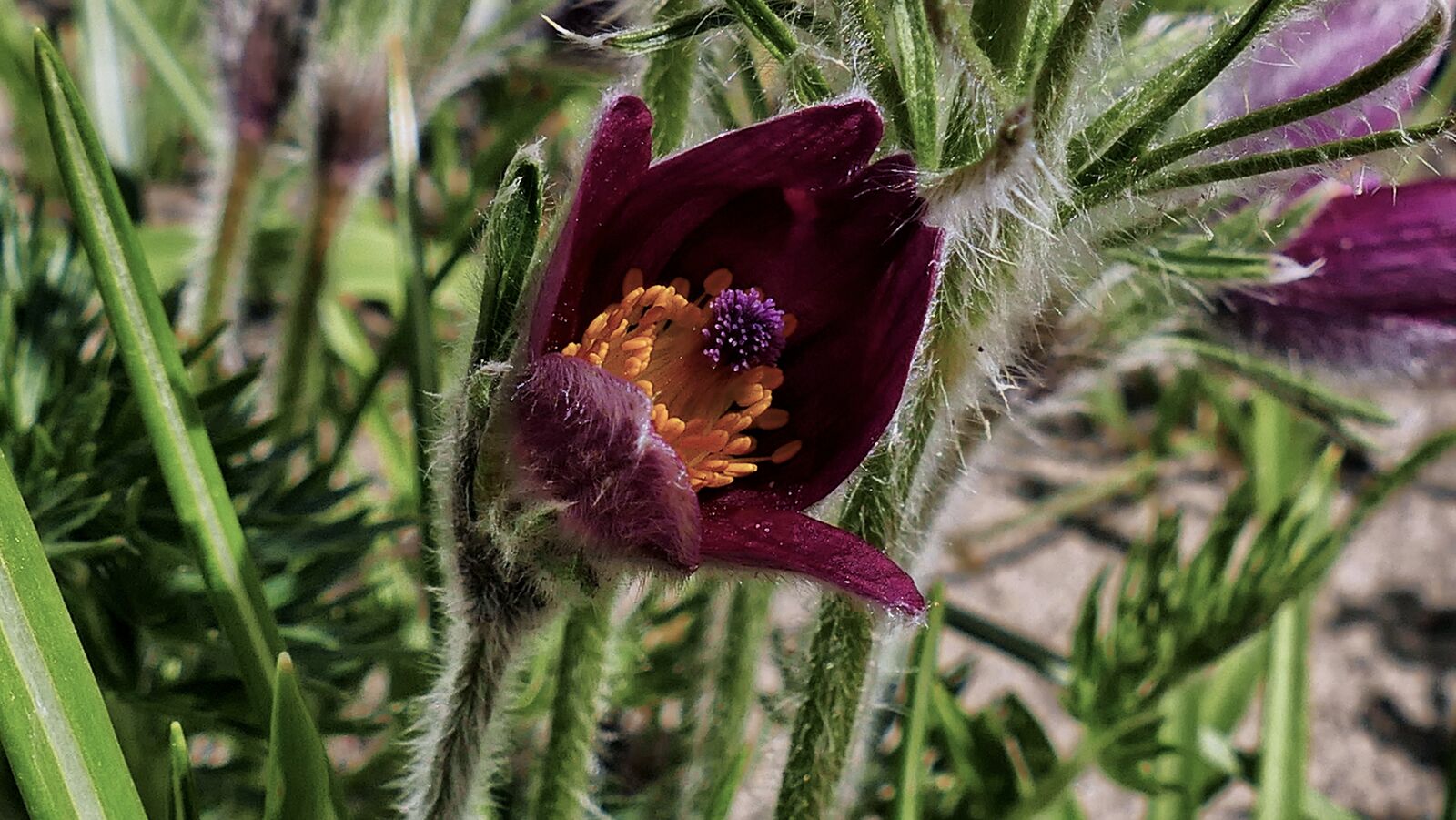 Panasonic Lumix DMC-FZ1000 sample photo. Sasanka, spring, flower photography