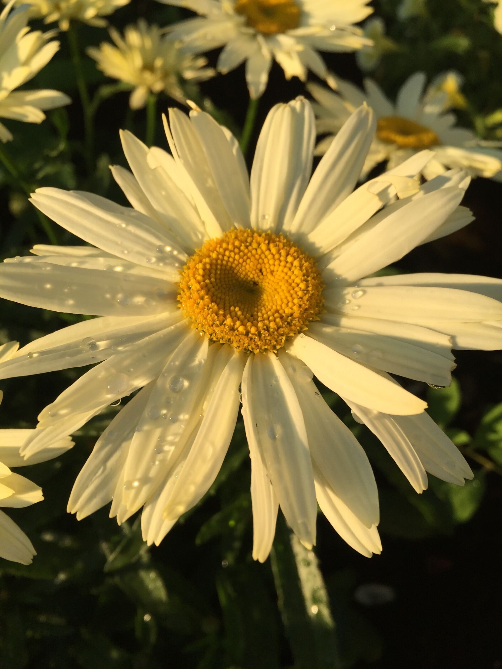 Apple iPhone 6 sample photo. Flower, marguerite, nature photography