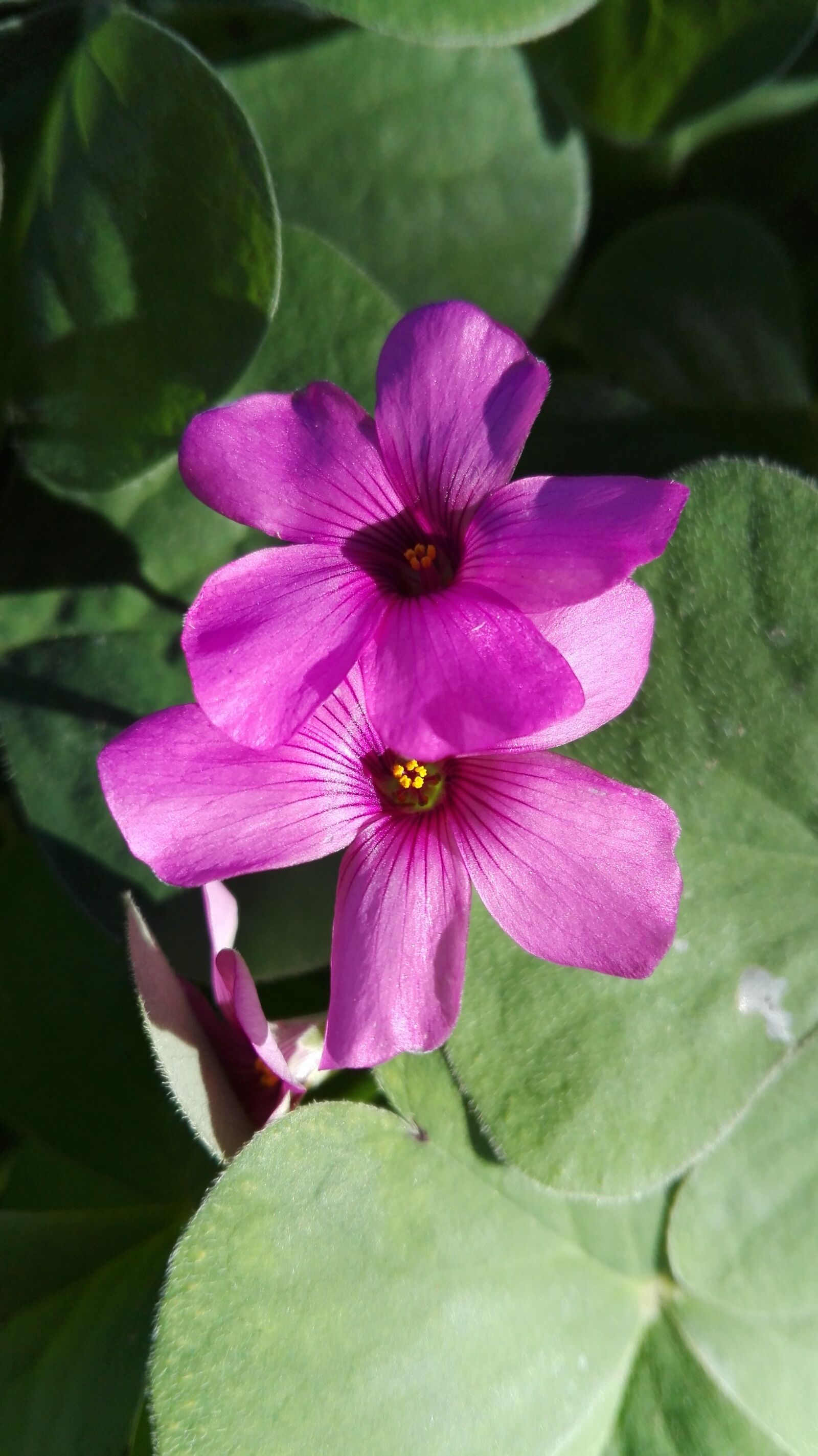 HUAWEI P8 Lite sample photo. Fiore, natura, fiore rosa photography