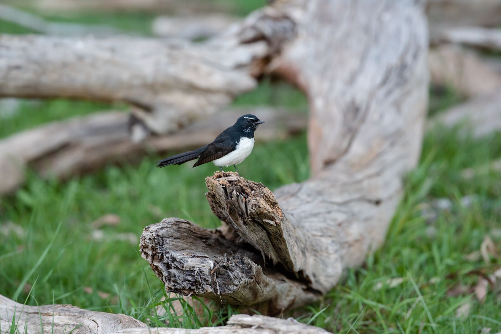 Nikon D750 sample photo. Willie wagtail, willy wagtail photography