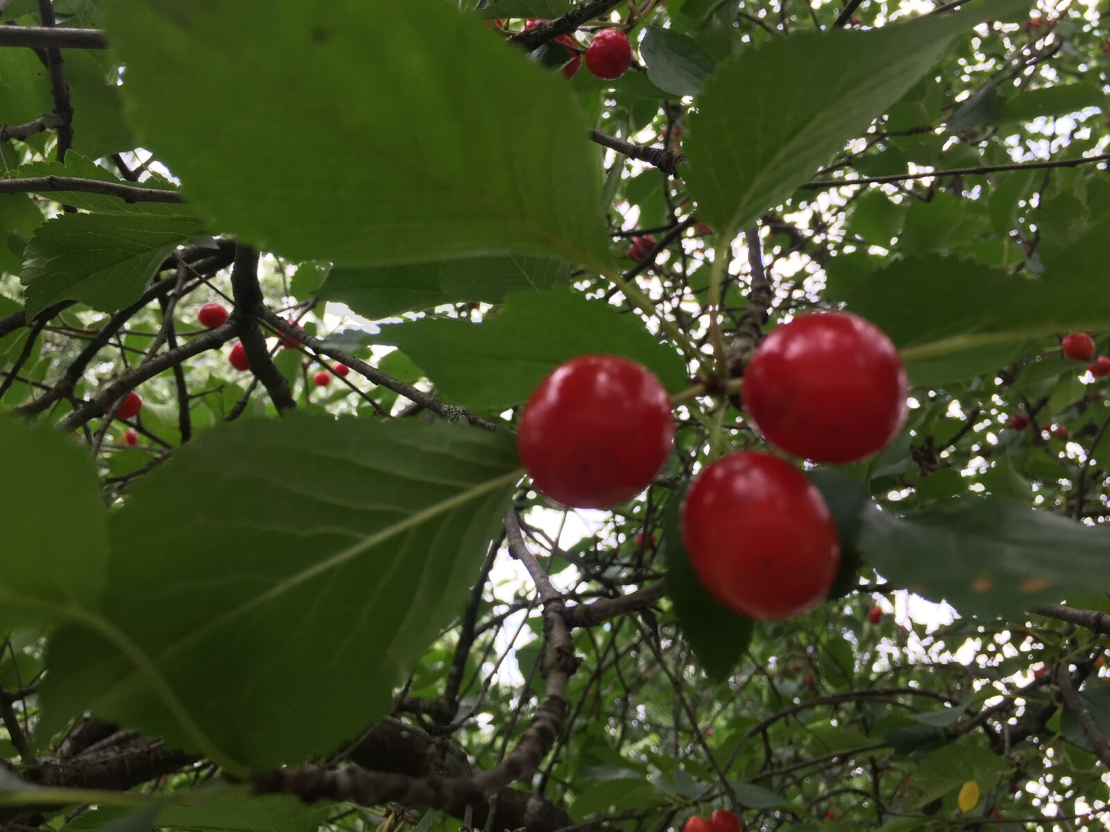 iPhone 6 back camera 4.15mm f/2.2 sample photo