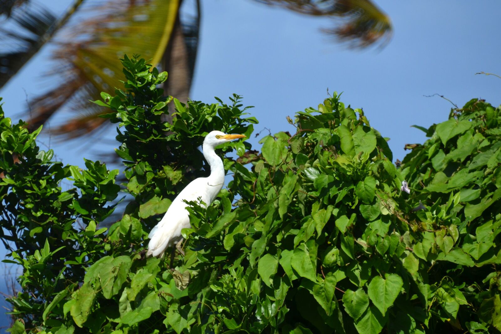 Nikon D5100 sample photo. Heron, bird, nature photography