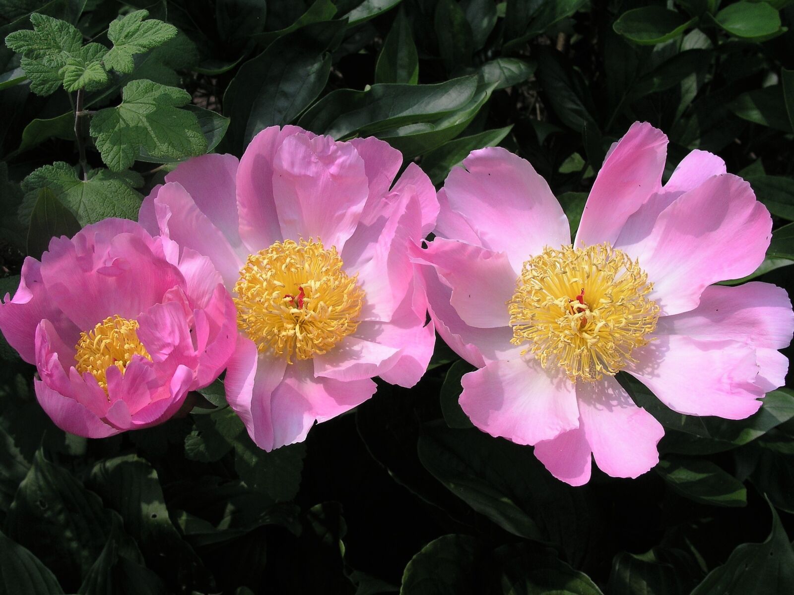 Olympus C5050Z sample photo. Flower, bloom, pink photography