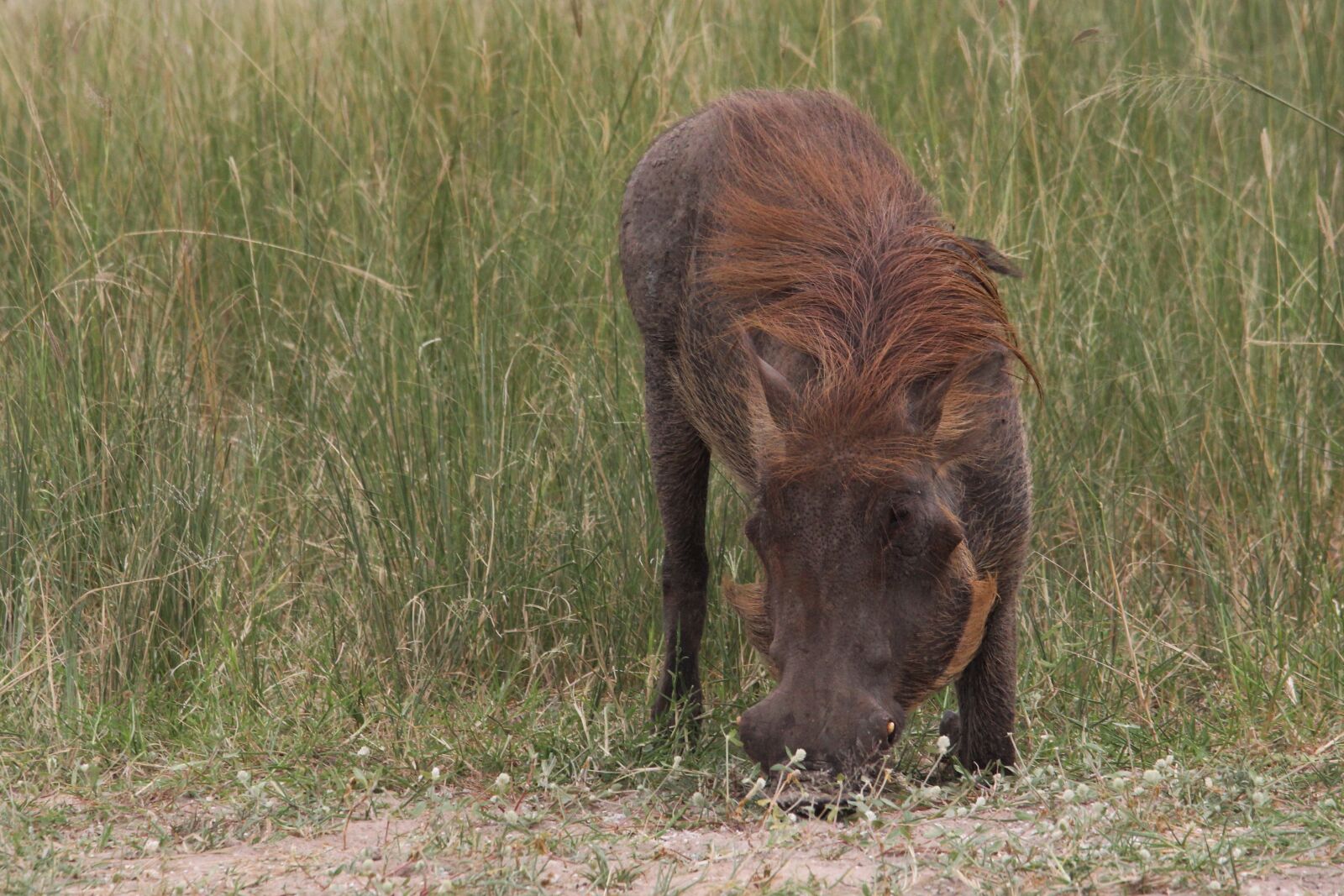 Canon EOS 60D sample photo. Warthog, wart, hog photography