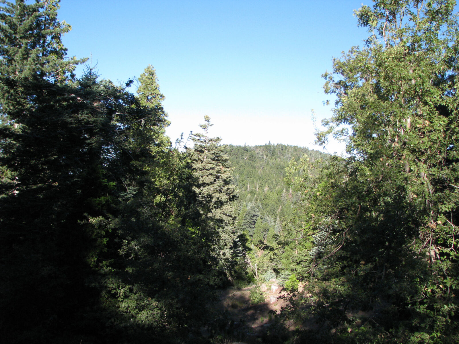 Canon POWERSHOT S5 IS sample photo. Forest, path photography