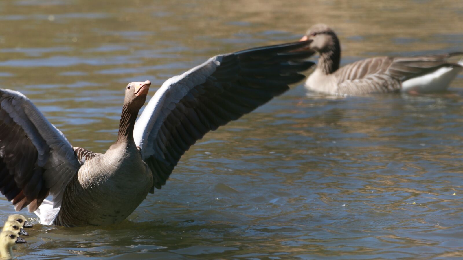 150-600mm F5-6.3 DG OS HSM | Contemporary 015 sample photo. Spring, nature, cute photography