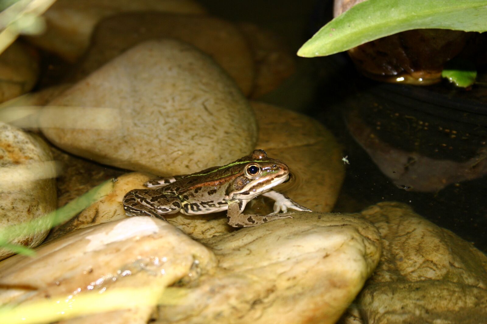 Canon EOS 300D (EOS Digital Rebel / EOS Kiss Digital) sample photo. Frog, pond, water frog photography
