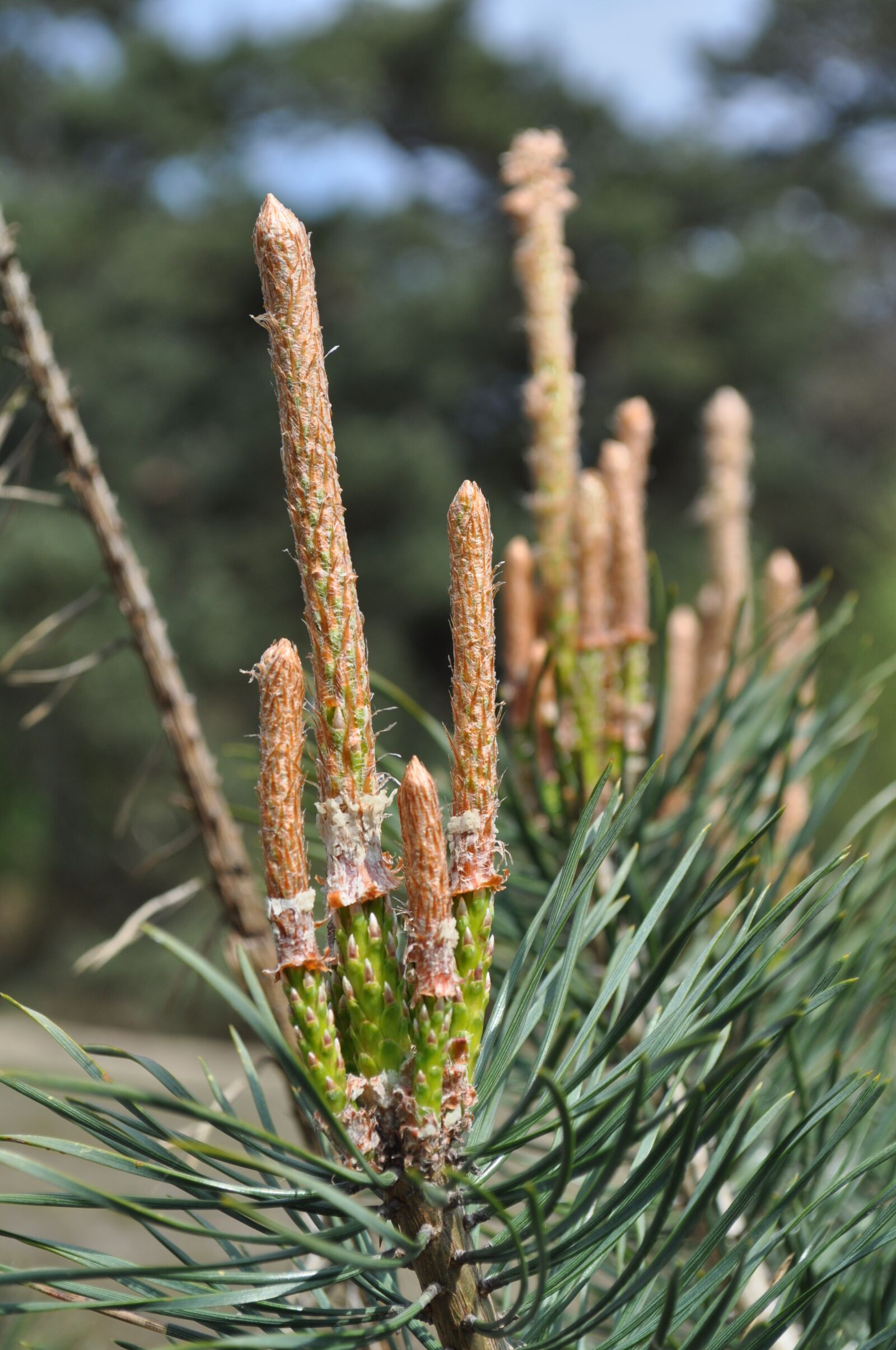 Nikon D5000 sample photo. Nature, macro, closeup photography