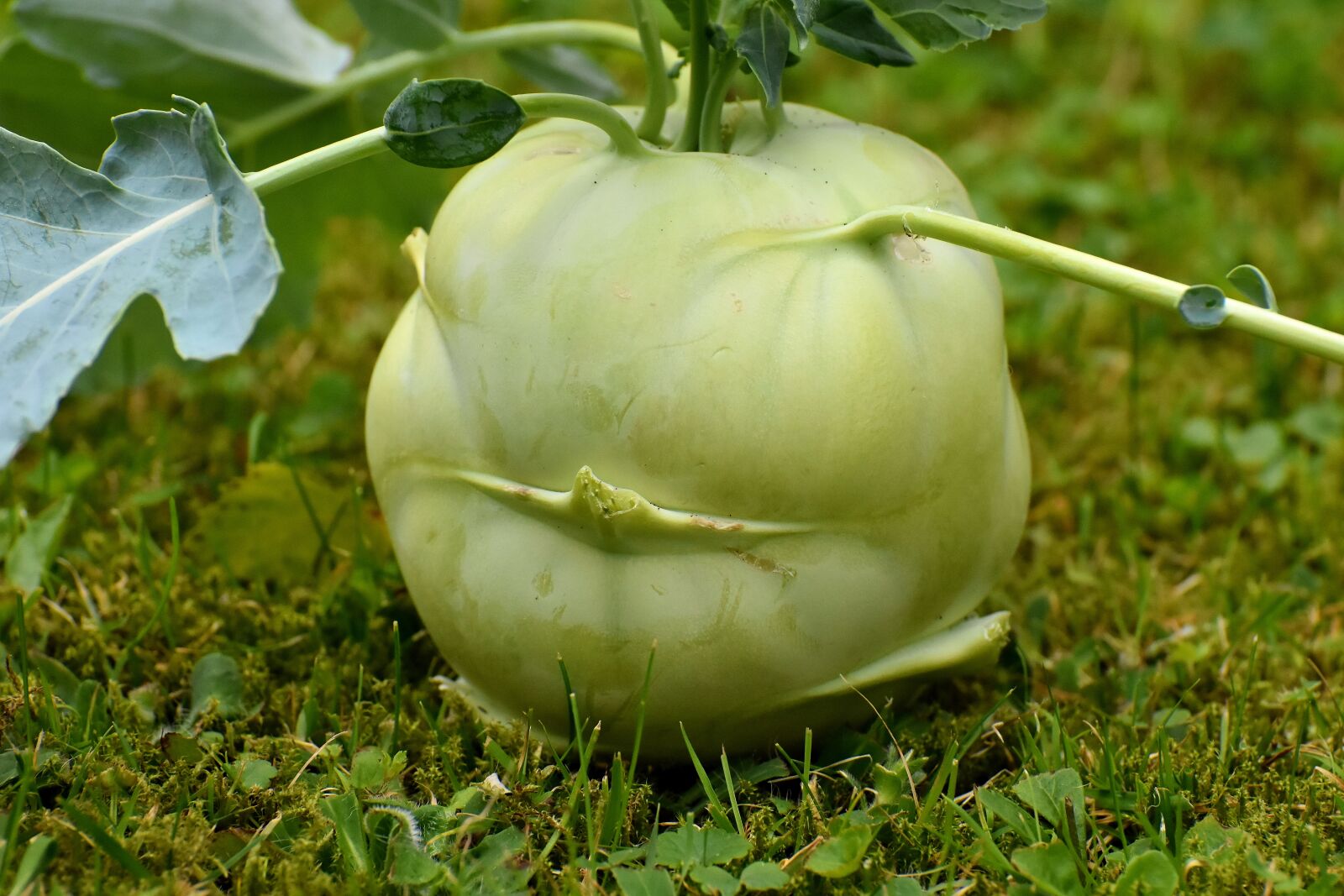 Nikon D7200 sample photo. Kohlrabi, vegetables, food photography