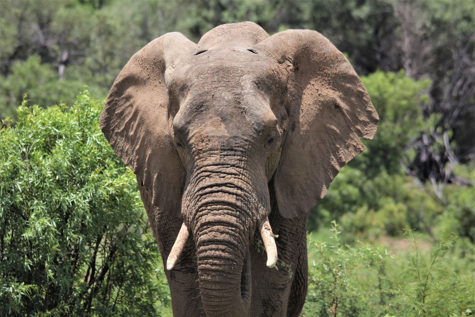 Canon EOS 60D sample photo. African, elephant, bull photography