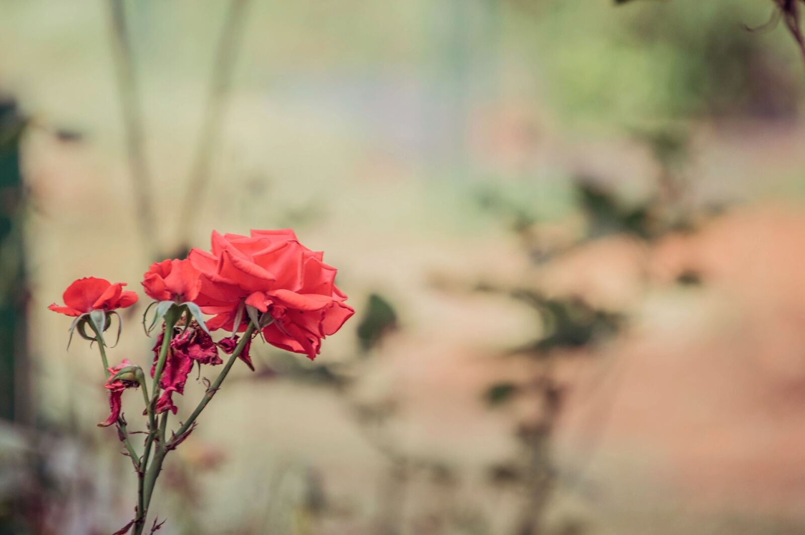 Nikon D3200 sample photo. Rose, botanical garden, garden photography