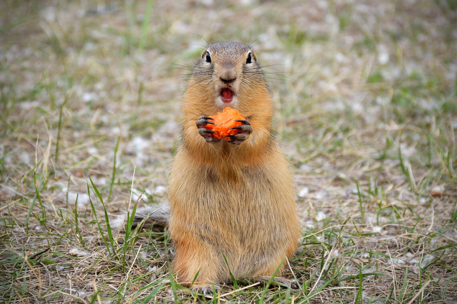 Nikon D3200 sample photo. Marmot, nutrition, carrot photography