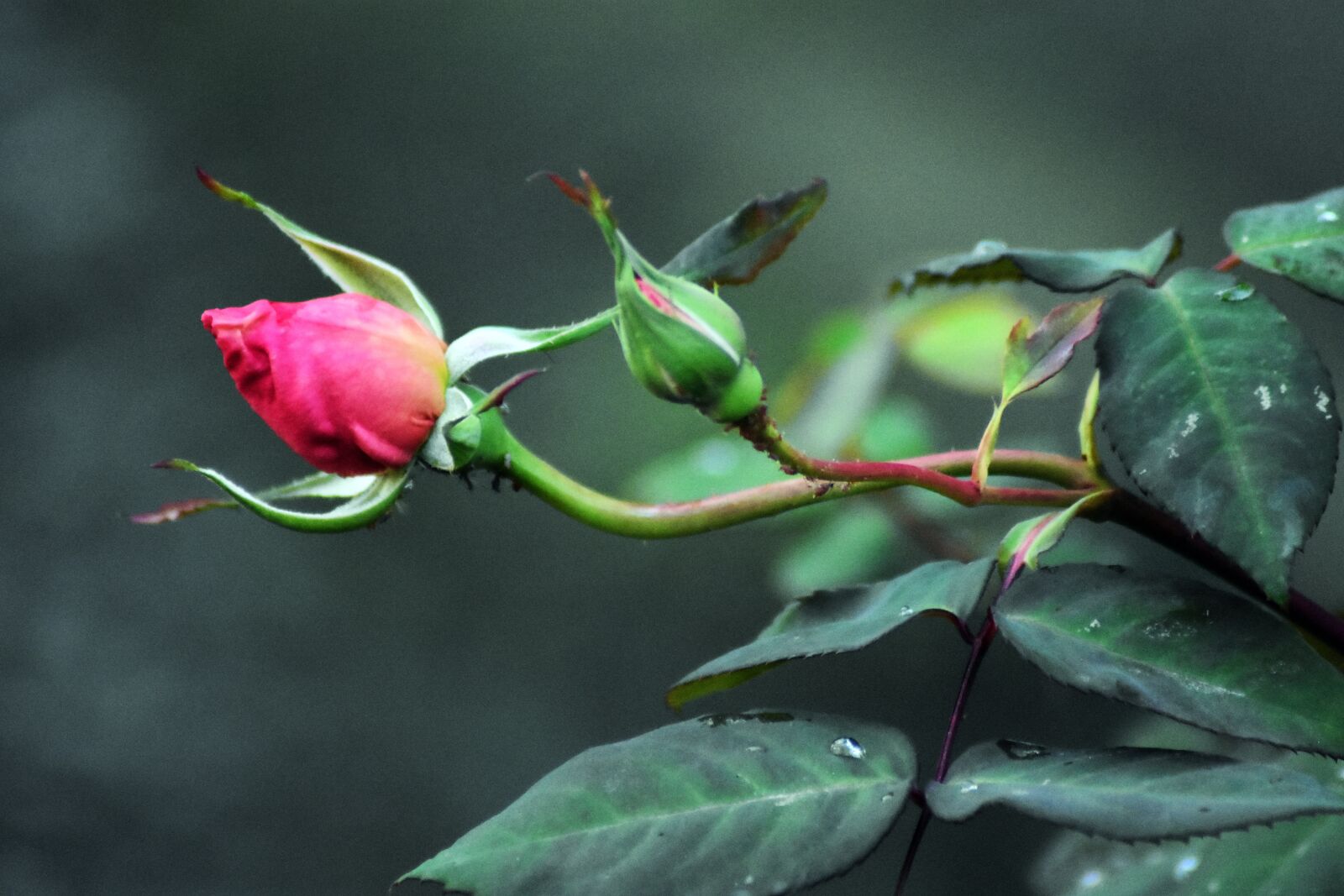 Nikon D3400 sample photo. Rose, thorn, plant photography