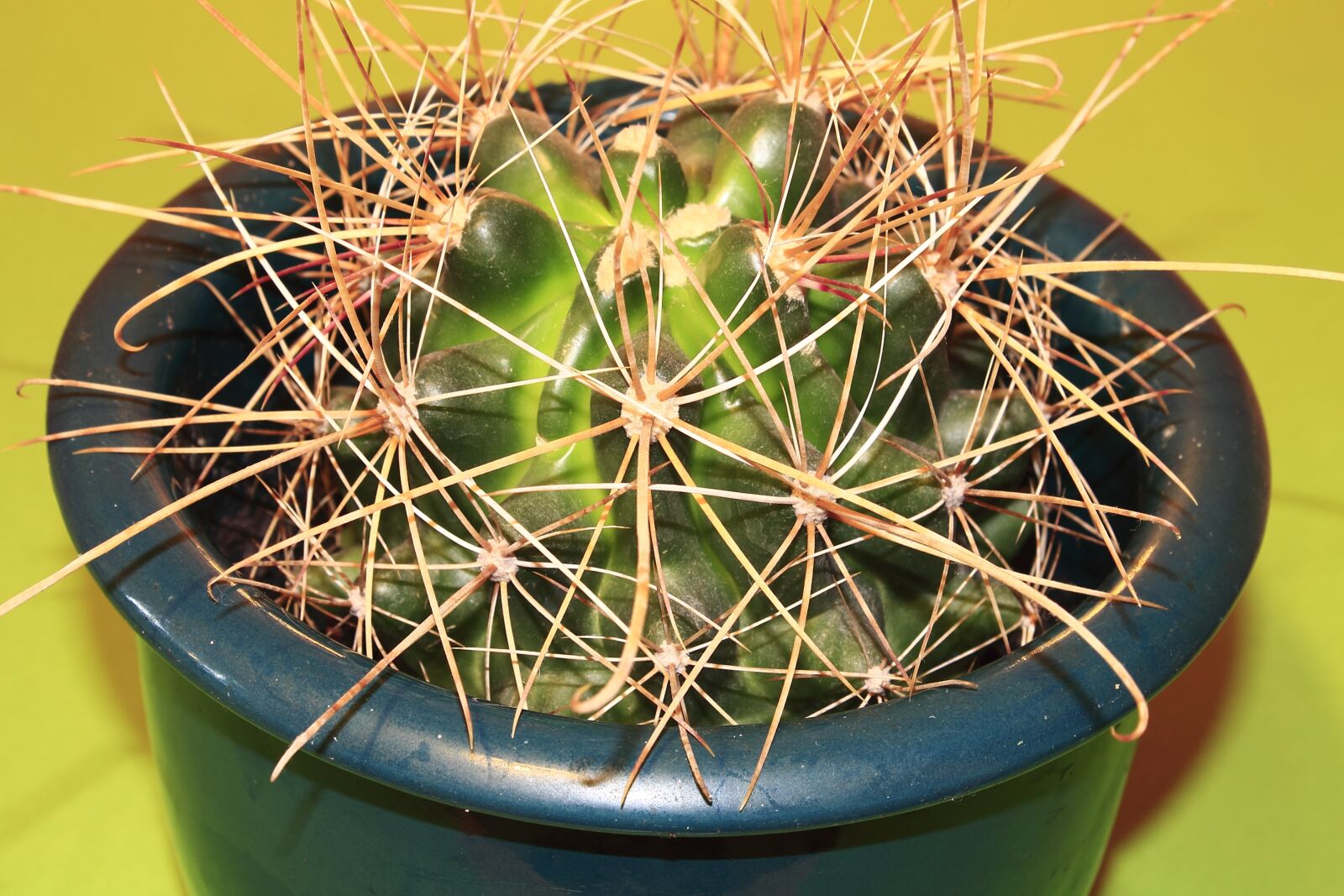 Canon EOS 1100D (EOS Rebel T3 / EOS Kiss X50) sample photo. Cactus, plant, thorns photography
