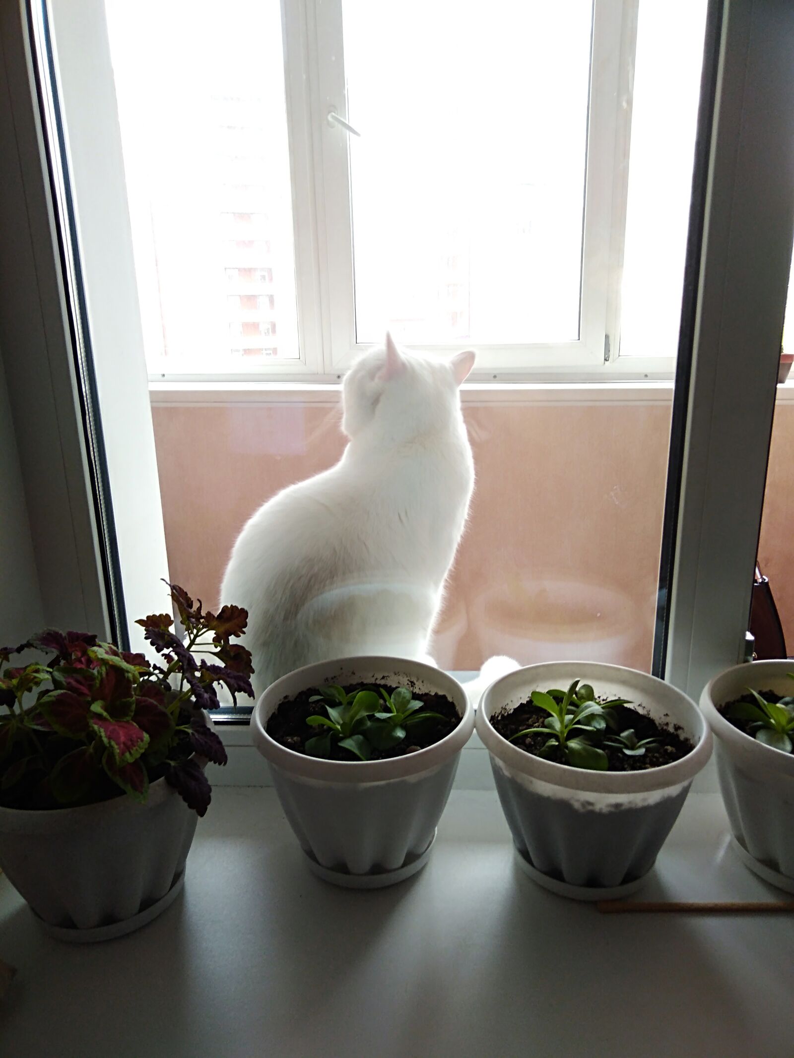 HUAWEI Honor 6A sample photo. White cat, british cat photography
