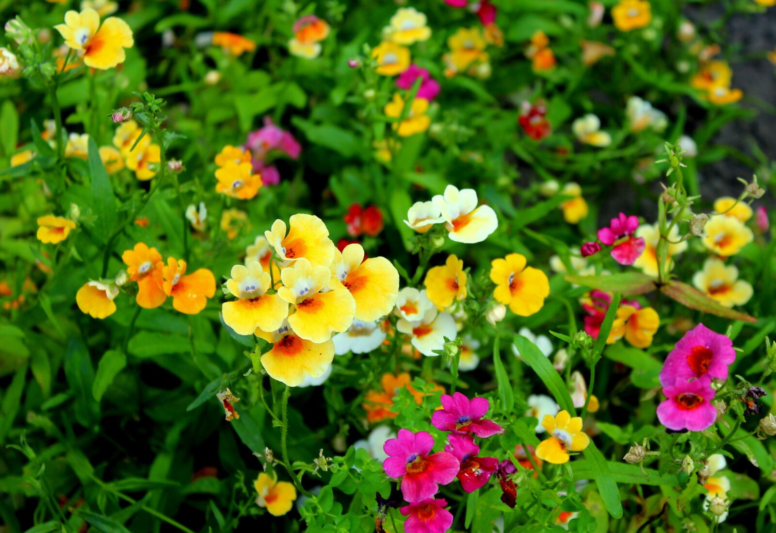 Canon EOS 1200D (EOS Rebel T5 / EOS Kiss X70 / EOS Hi) sample photo. Flowers, flowerbed, colorful photography