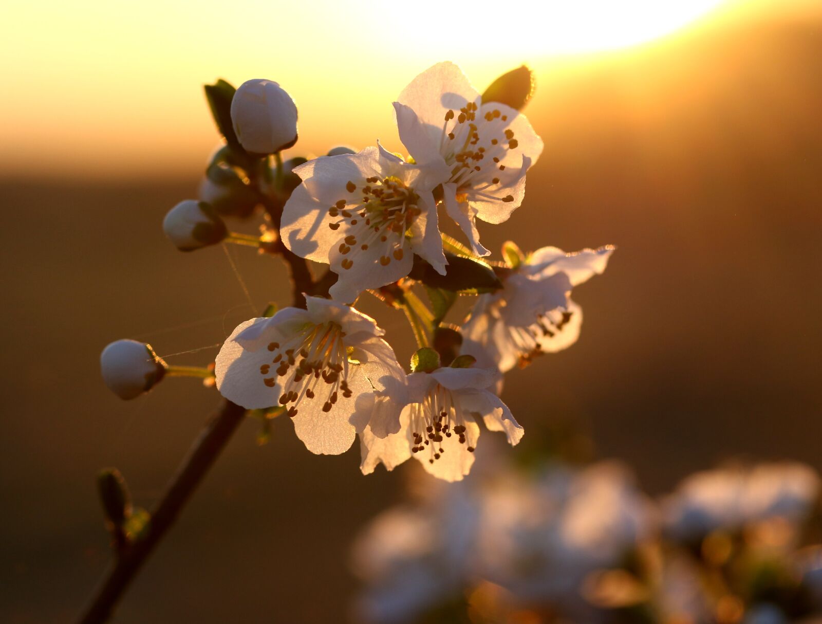 Canon EF-S 60mm F2.8 Macro USM sample photo. Flowers, white, light photography