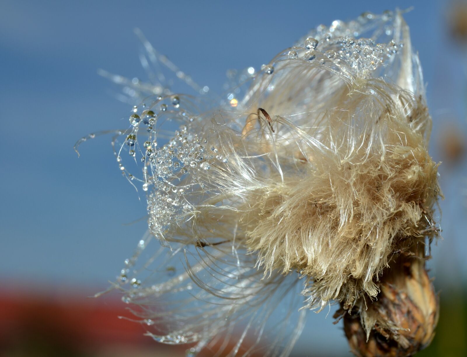 Nikon D5100 sample photo. Thistle, chmíří, drops photography