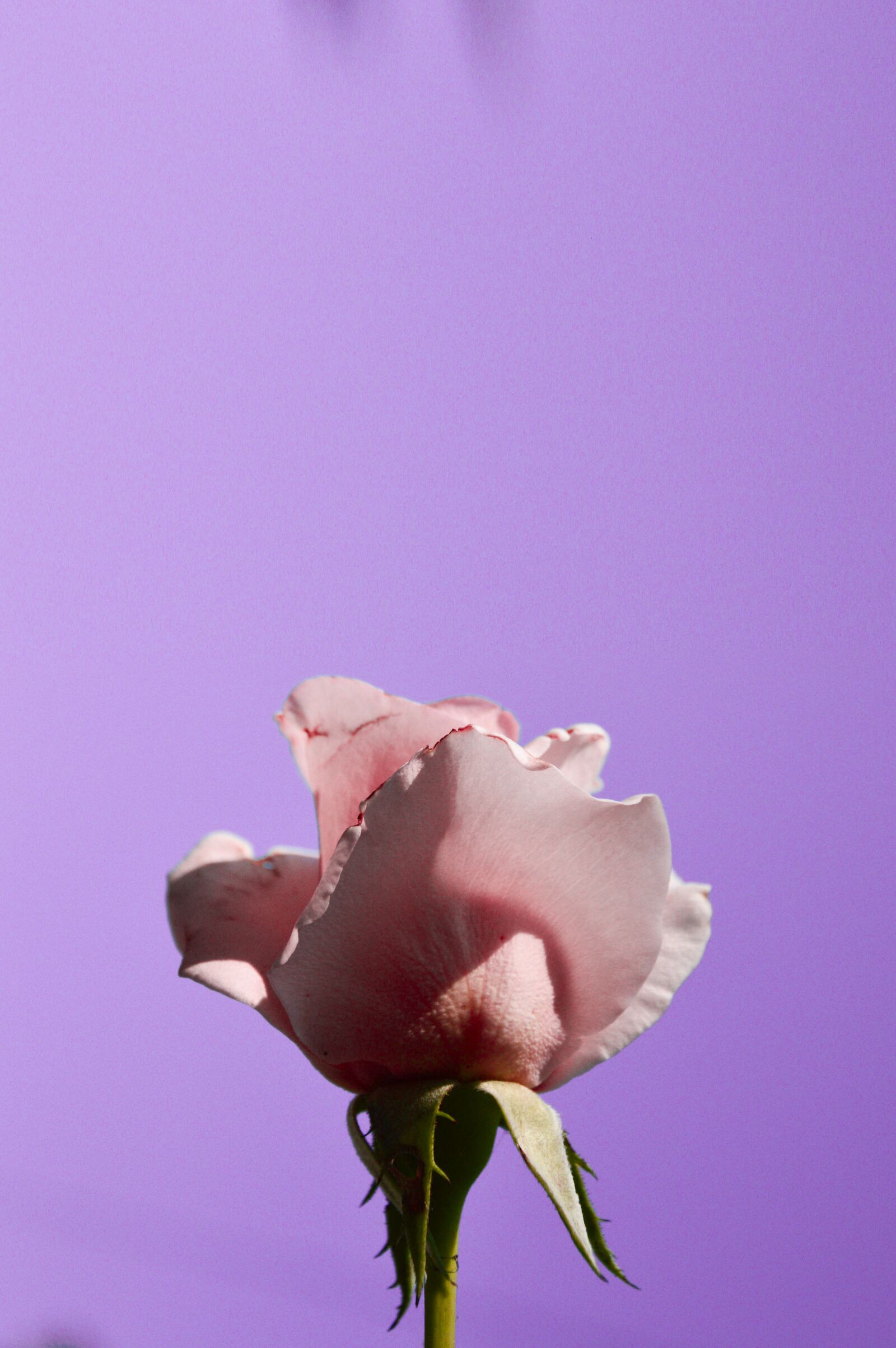 Nikon D3200 sample photo. Rose, pink, flower photography