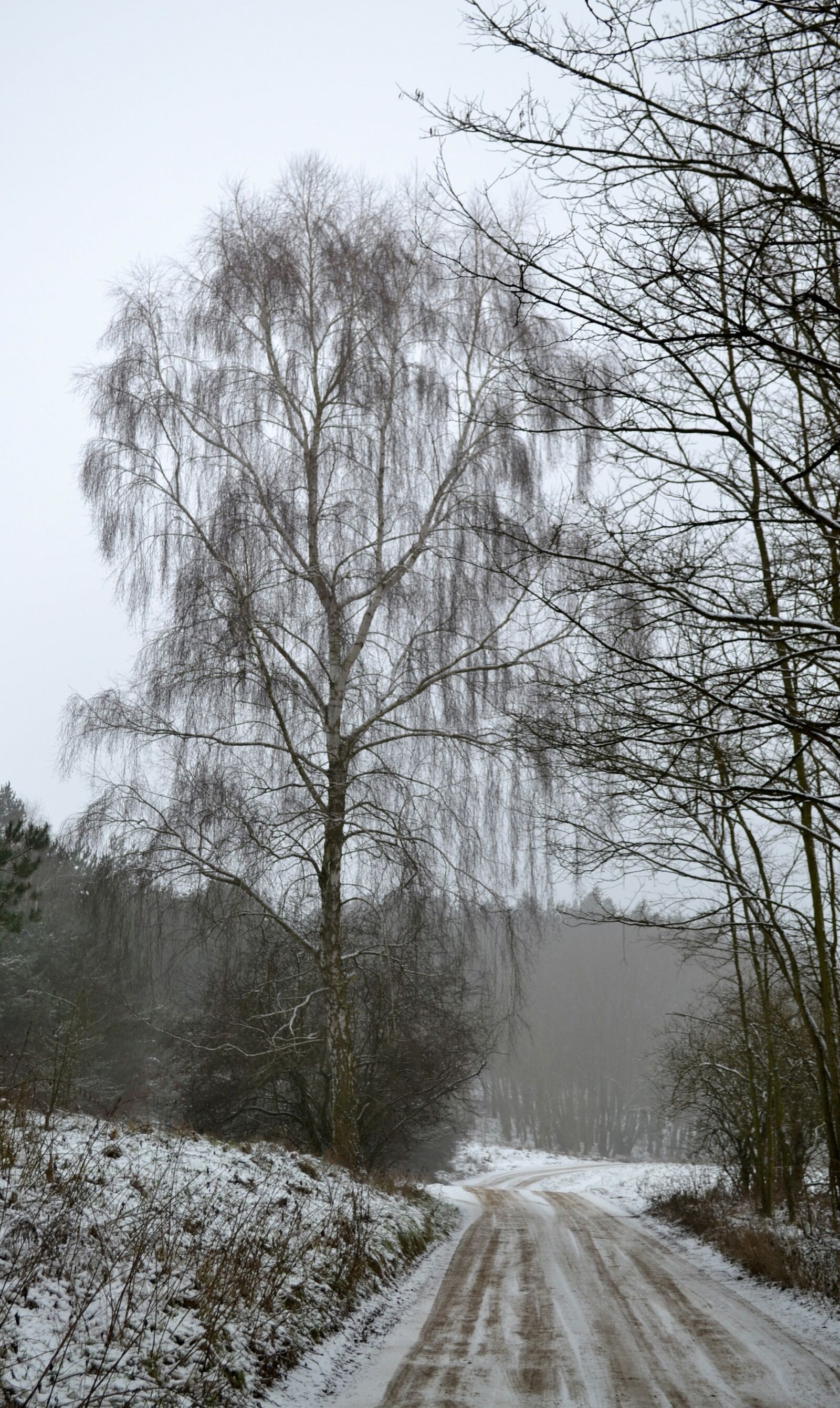 Nikon D3100 sample photo. Winter, way, forest photography
