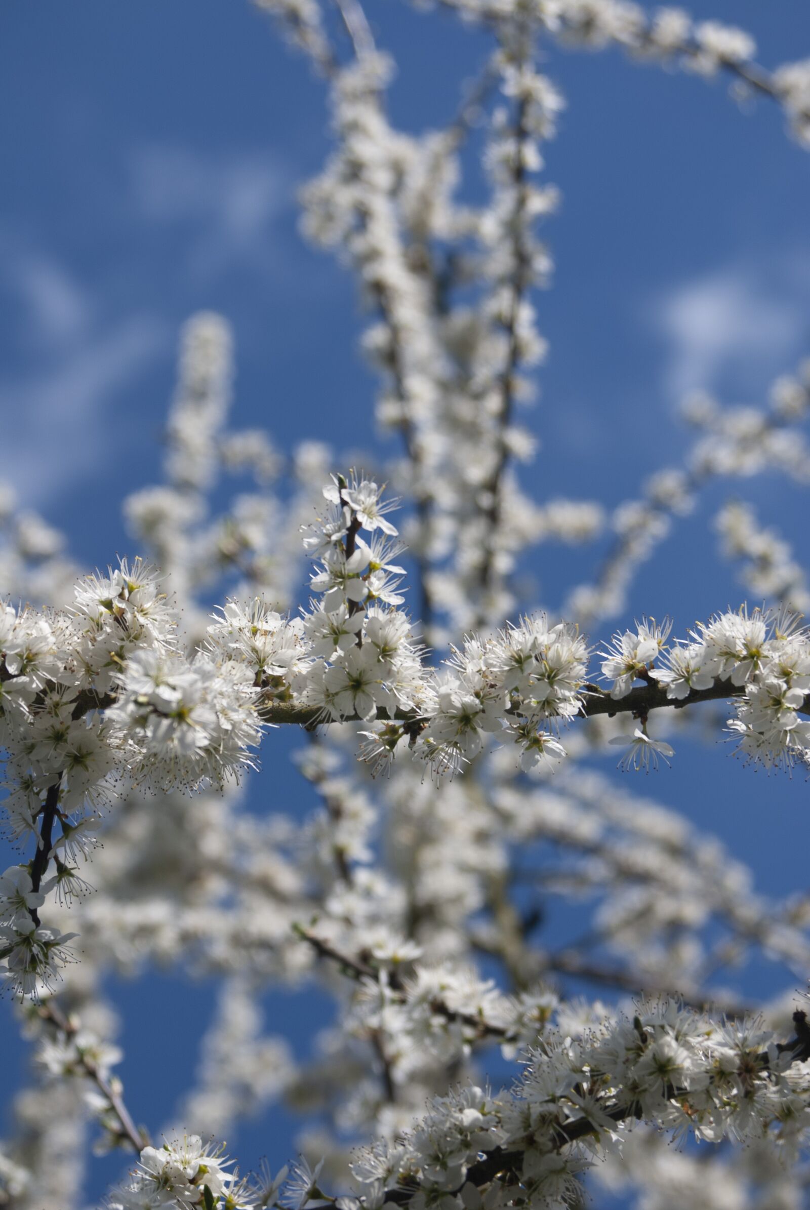 Nikon D80 sample photo. Blackthorn, blossom, england photography