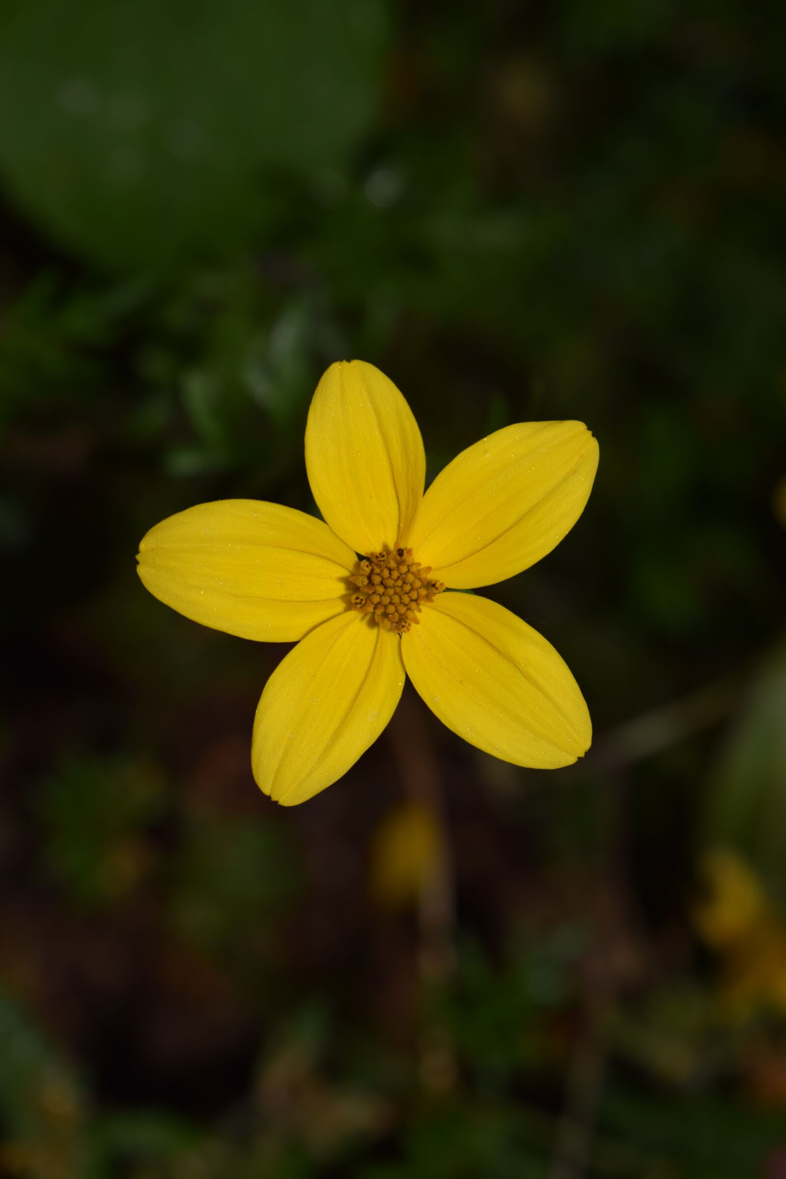 Nikon D3300 sample photo. Gold marie, bidens ferulifolia photography