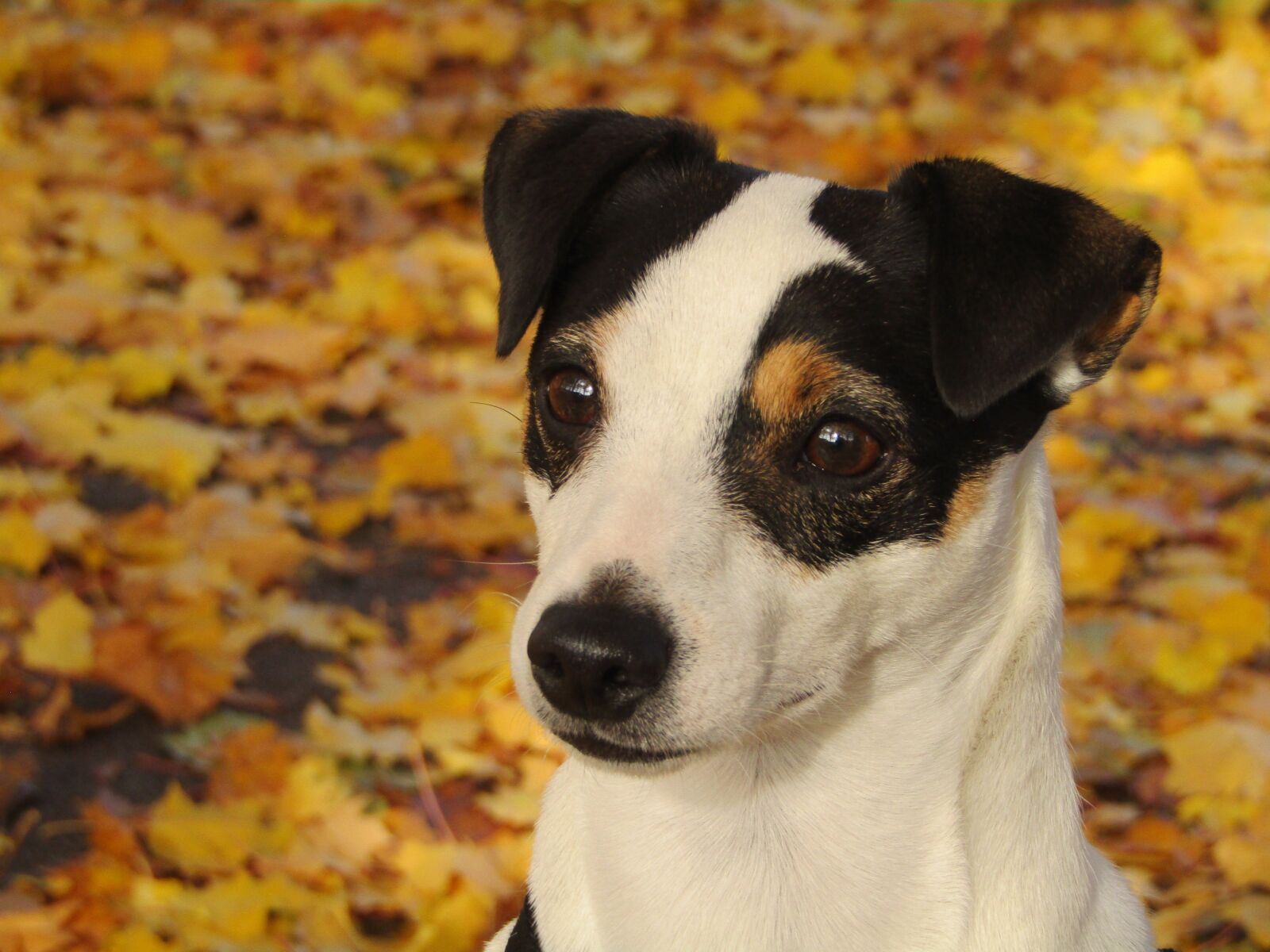 Canon PowerShot SX410 IS sample photo. Jack russel, dog, fall photography
