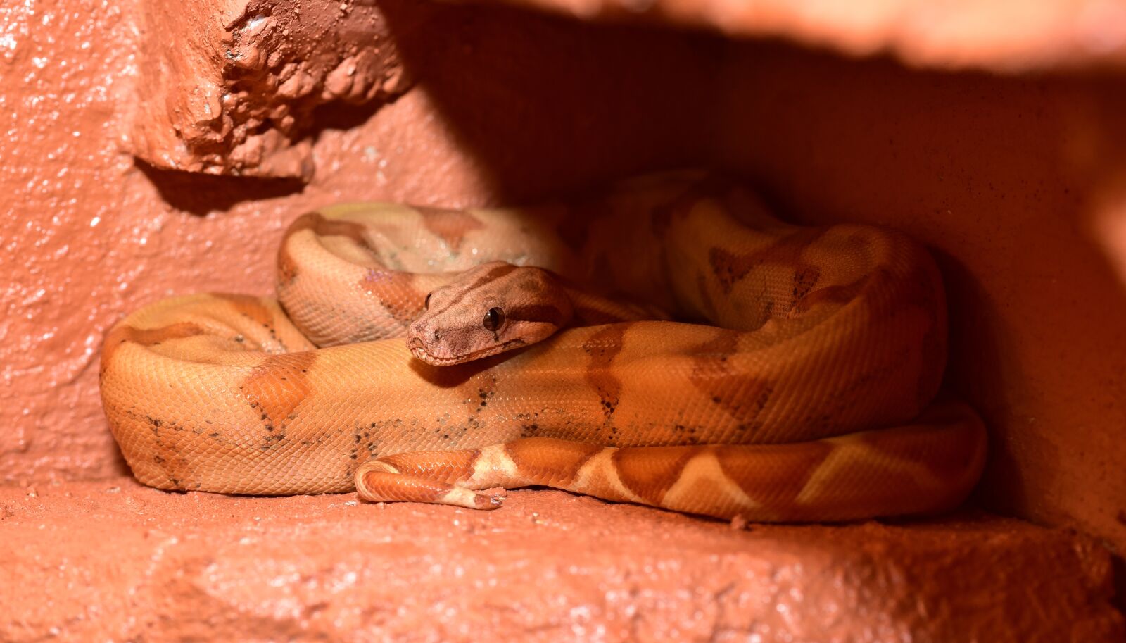 Nikon D750 sample photo. Snake, boa, boa constrictor photography