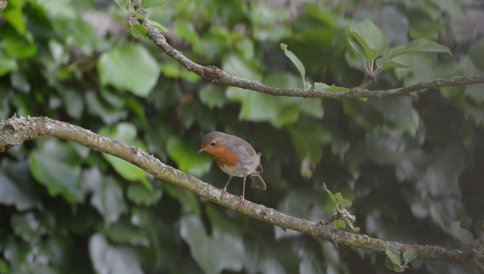 Nikon D5100 sample photo. Bird, spring, nature photography