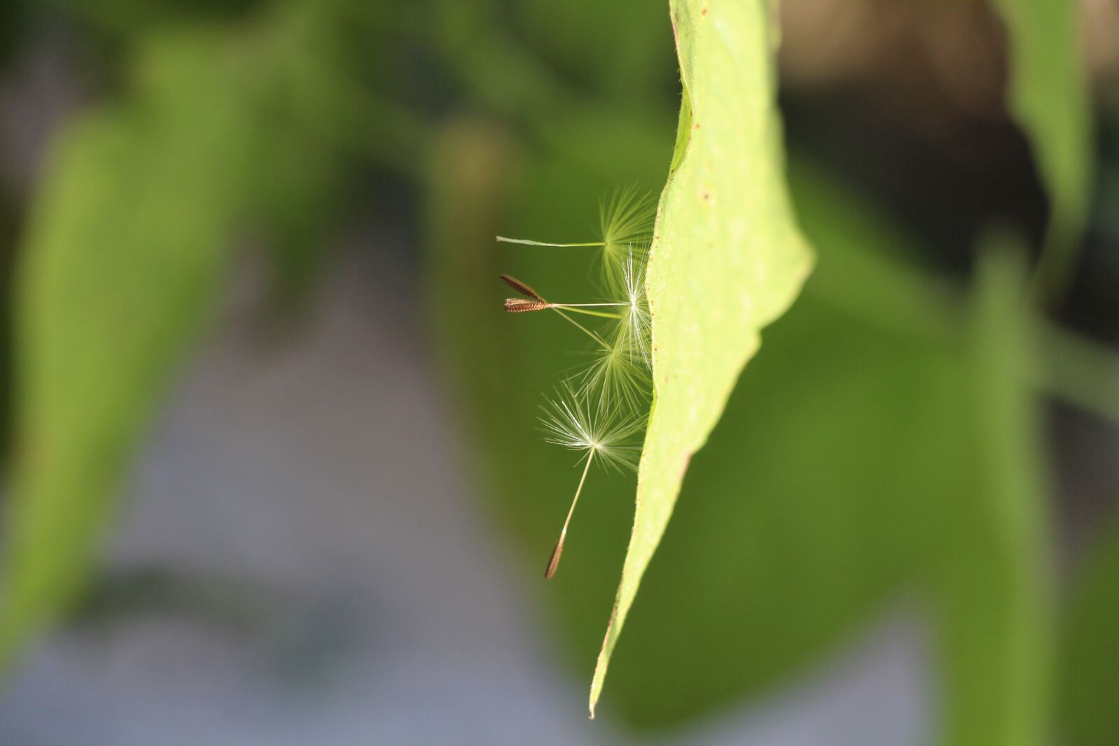 Canon EOS 700D (EOS Rebel T5i / EOS Kiss X7i) sample photo. Plant, leaf photography