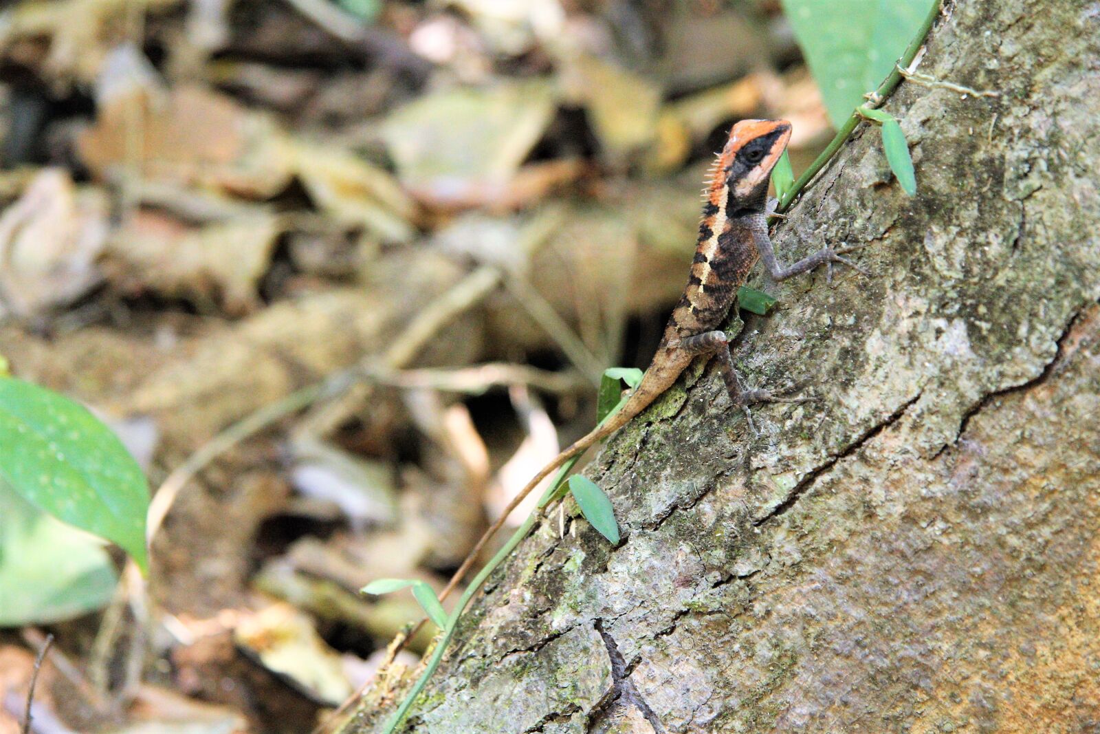 Canon EF-S 17-85mm F4-5.6 IS USM sample photo. Calotes emma, forest lizard photography