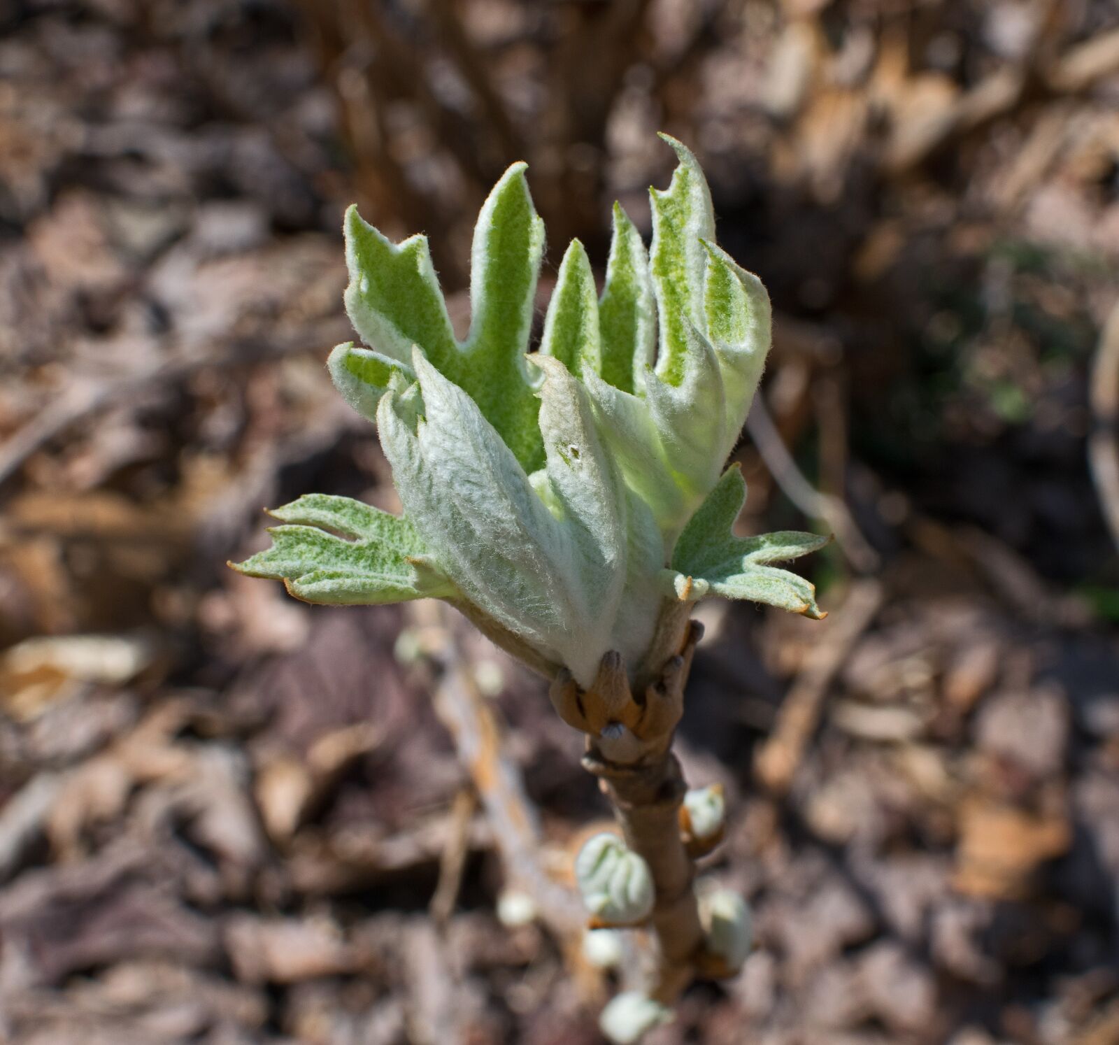 Nikon D3300 sample photo. Oak leaf hydrangea, new photography